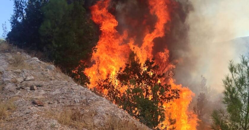 Balıkesir’de orman yangını – Son Dakika Haberleri