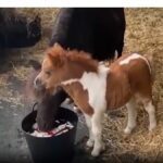 Video. İngiltere’nin en minik Shetland midillisi Pam, kalpleri fethediyor