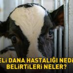 Deli dana hastalığı nedir, belirtileri neler? Deli dana hastalığı nasıl bulaşır? Ankaradan sonra Boluda da ortaya çıktı!