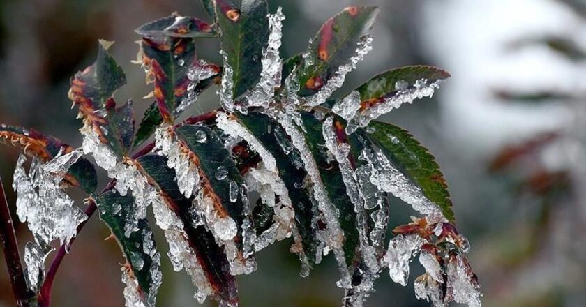 Üreticilere 22,9 milyar lira tarımsal don desteği sağlandı